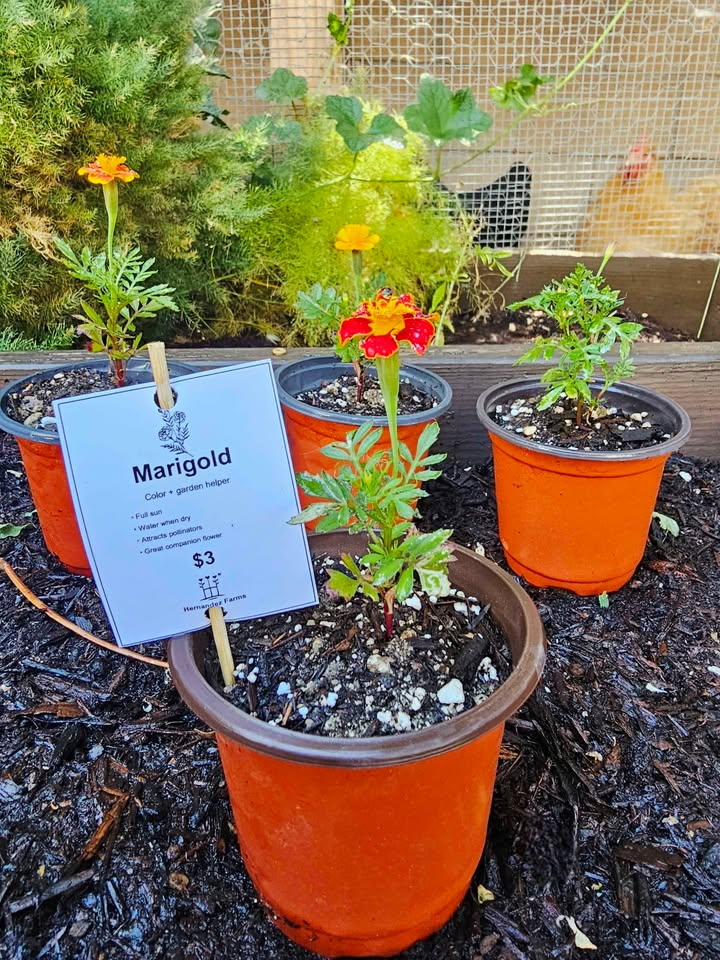 Marigolds at Hernandez Family Farms