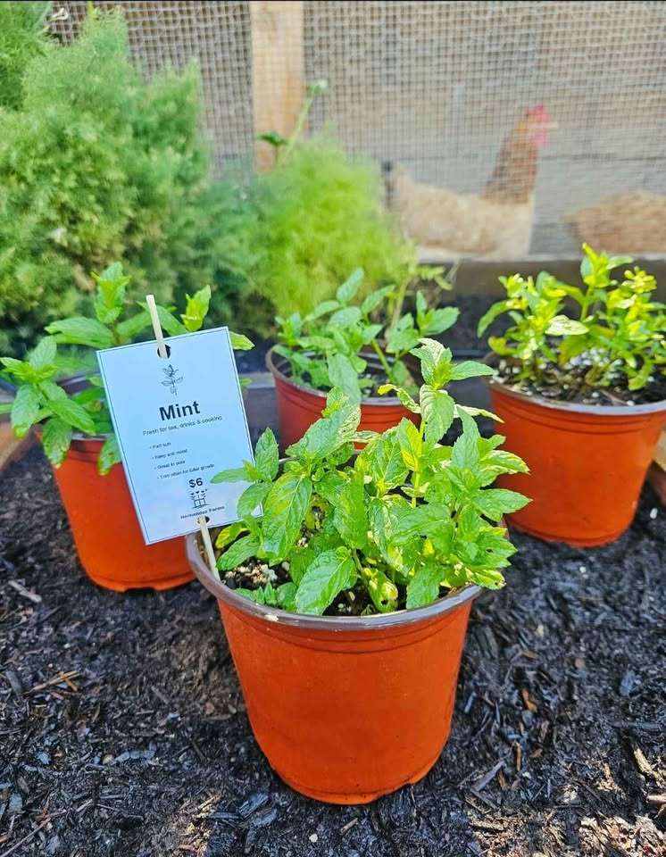 Potted plants at Hernandez Family Farms