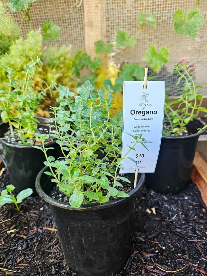 Oregano at Hernandez Family Farms