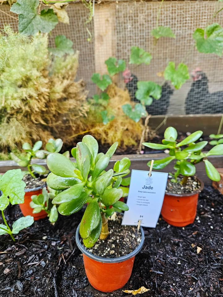 Succulents at Hernandez Family Farms