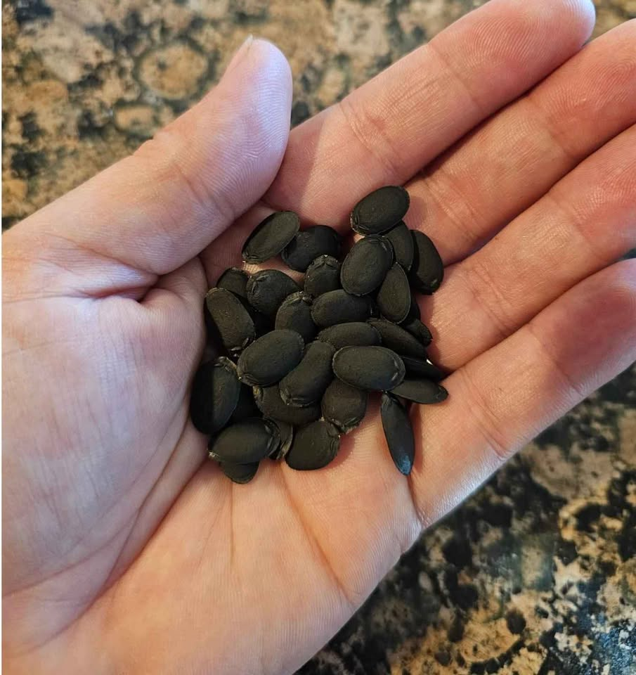 Loofah Seeds at Hernandez Family Farms