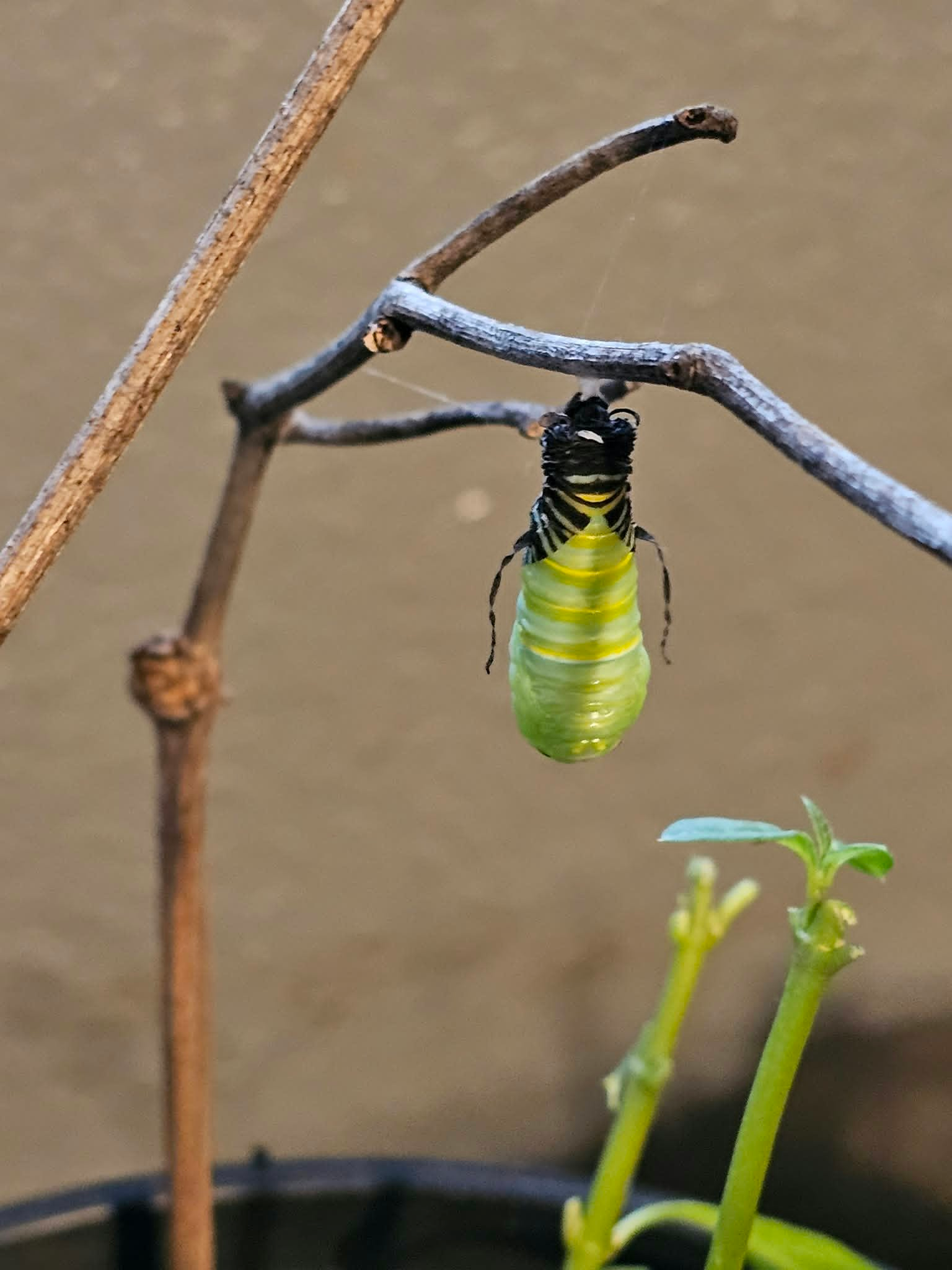 A caterpillar changing into a chrysalis.
