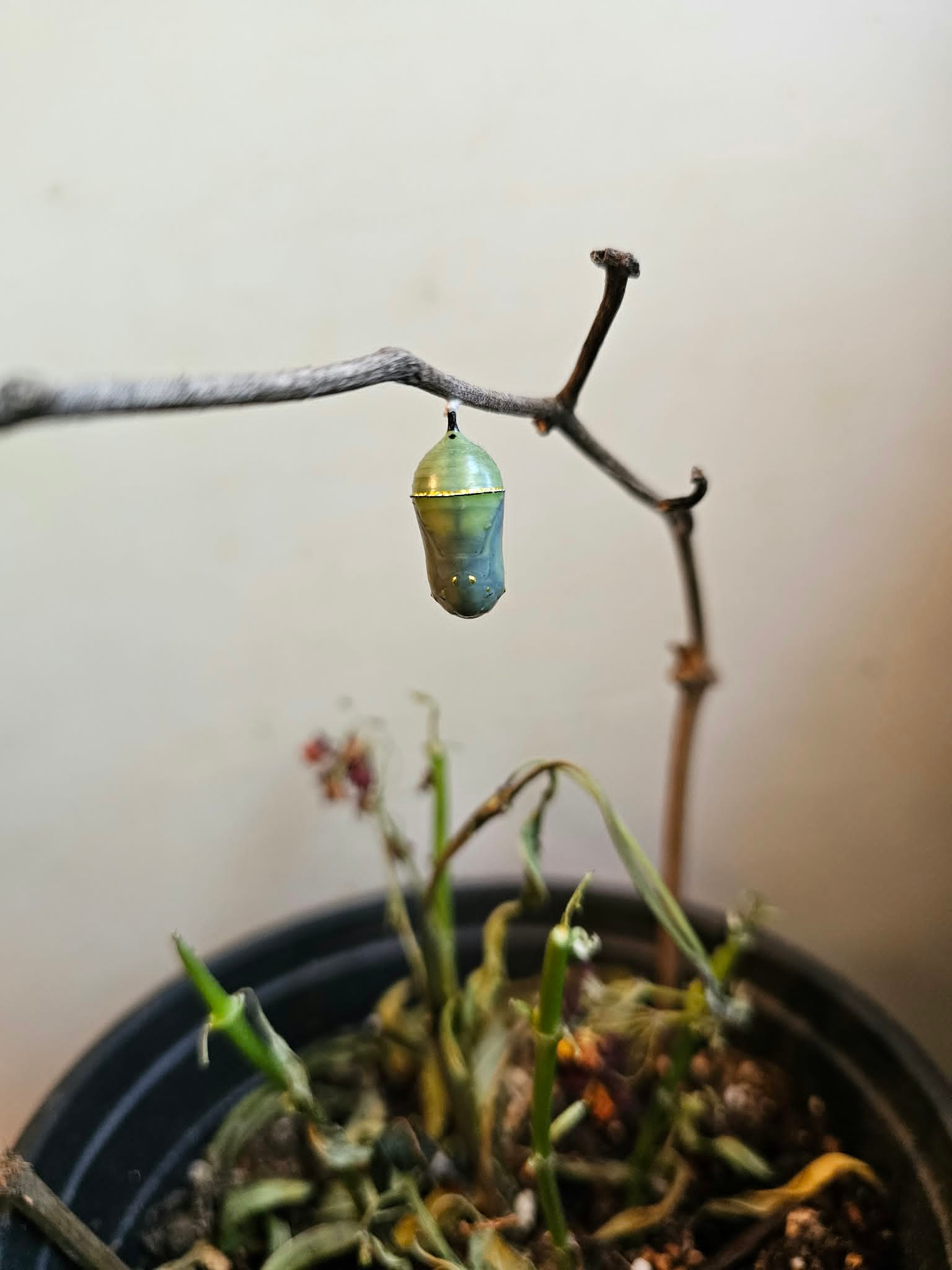 A green chrysalis hanging from a twig.