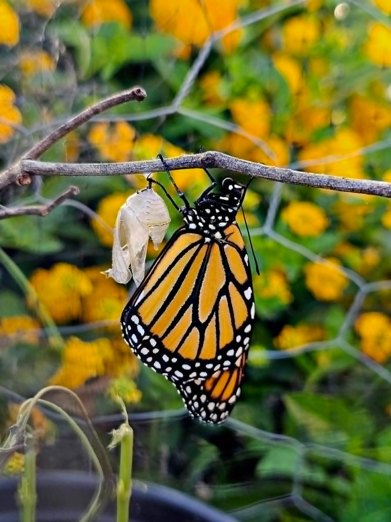 A butterfly beside its empty chrysalis.