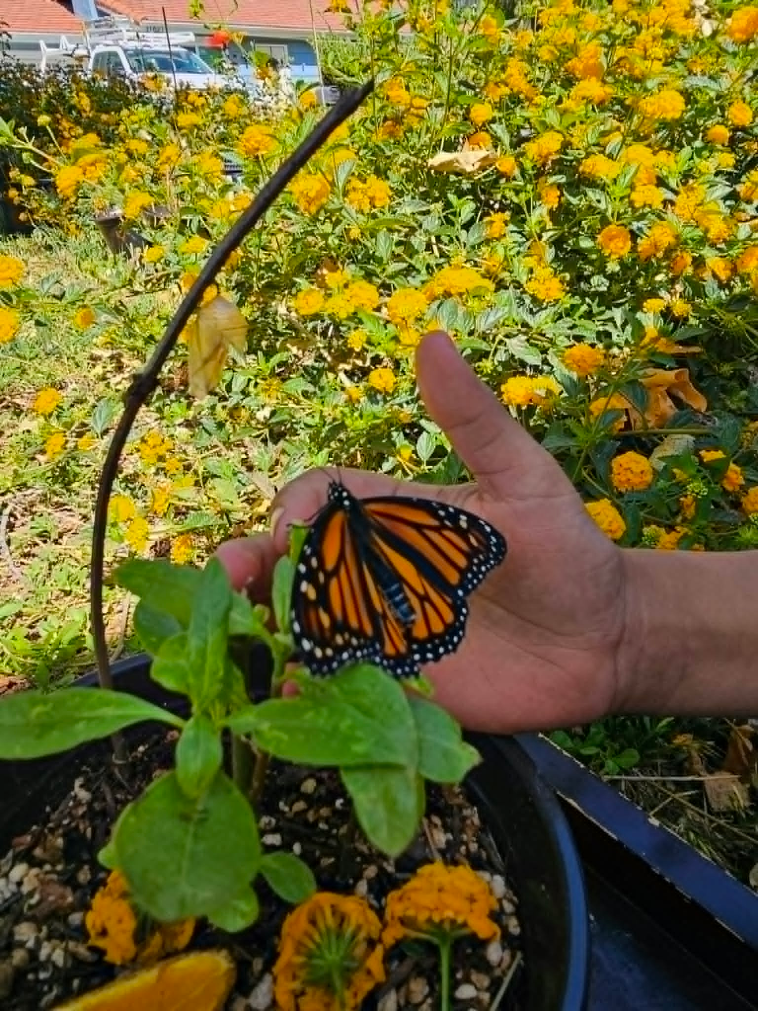 A monarch butterfly resting on a hand beside our milkweed