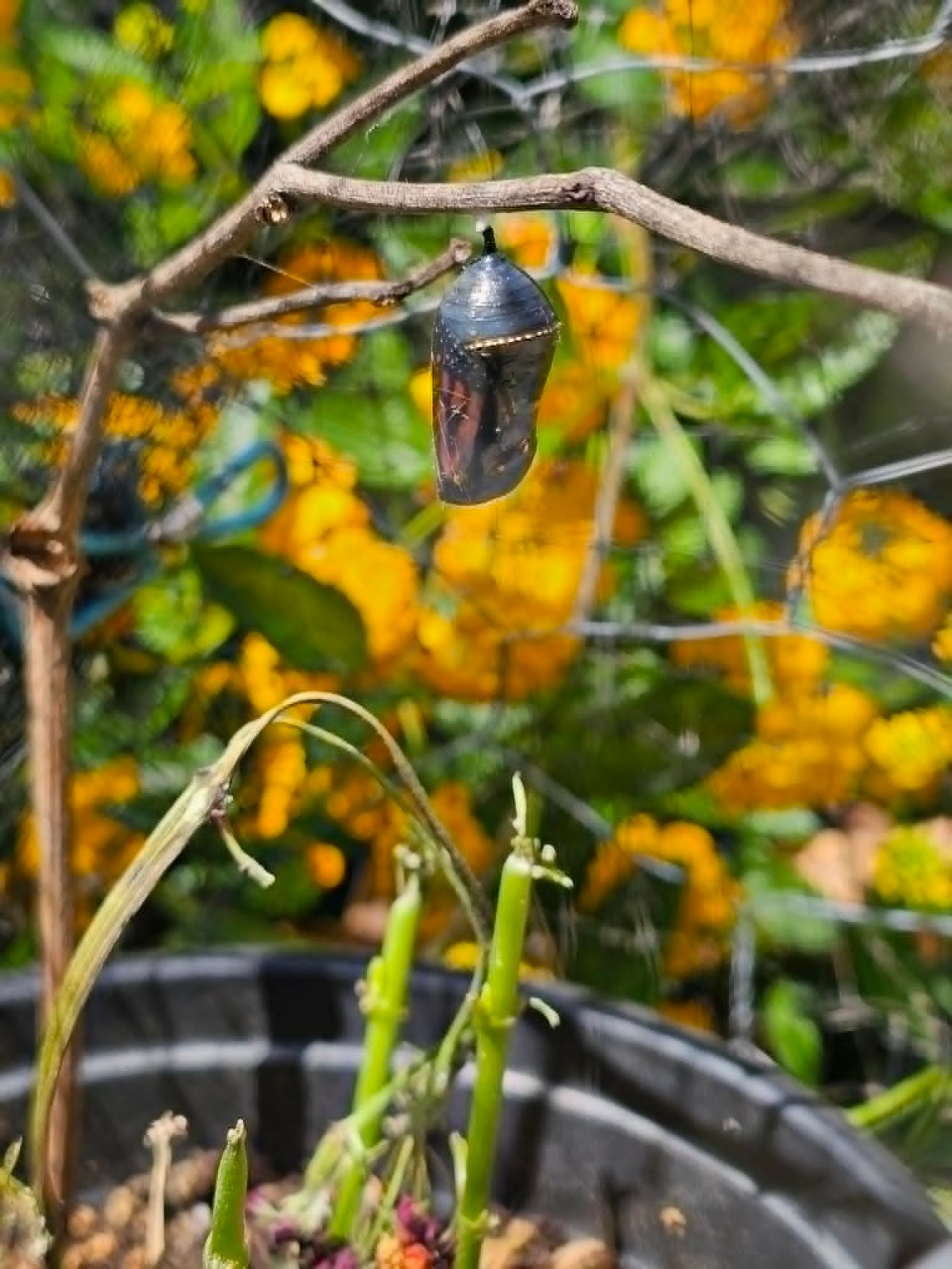 A later view of the chrysalis.