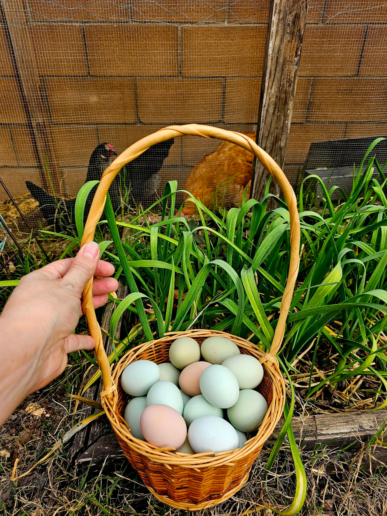 A basket of colorful eggs beside our backyard chickens
