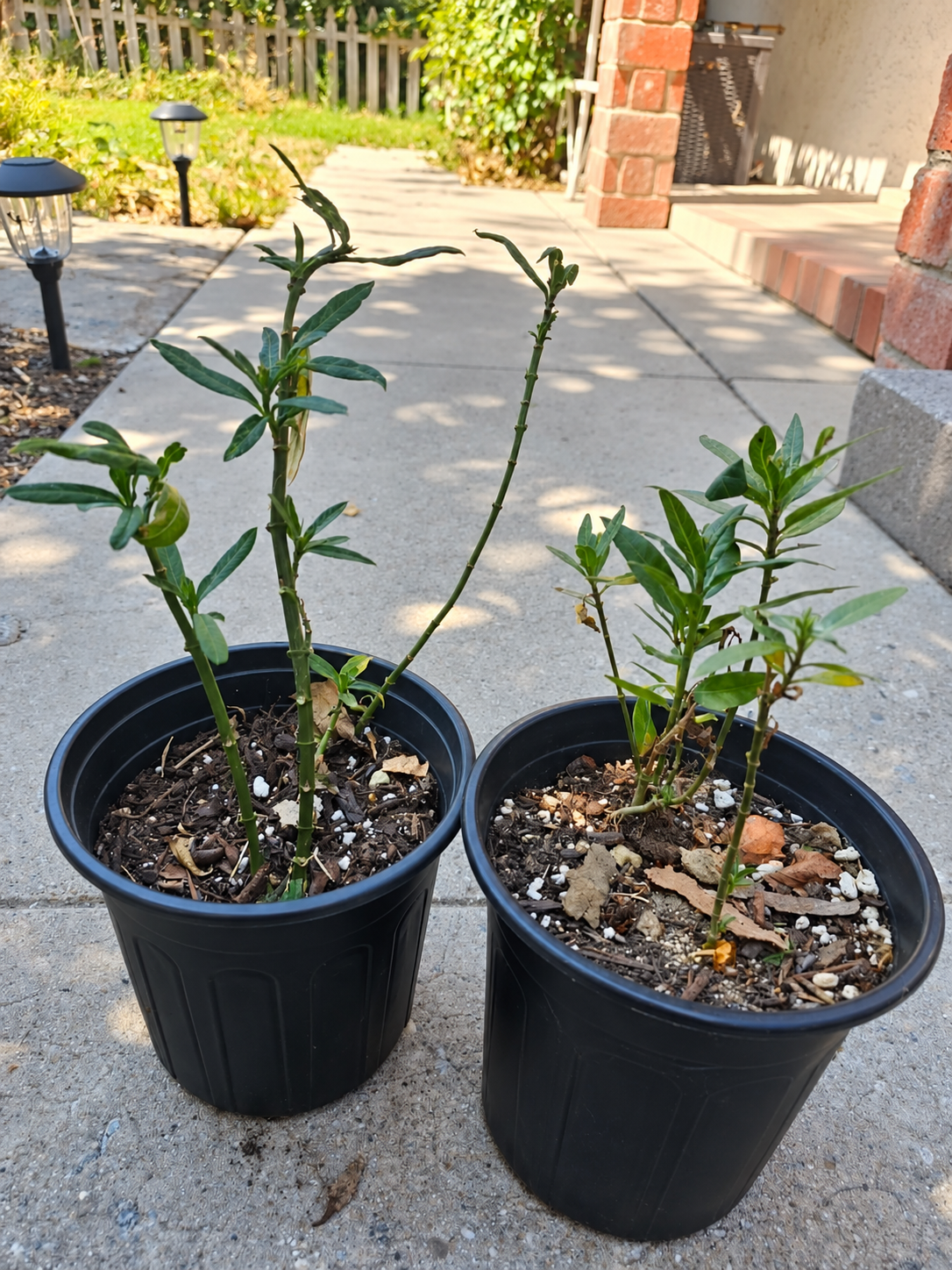 Potted milkweed with some well-used stems.
