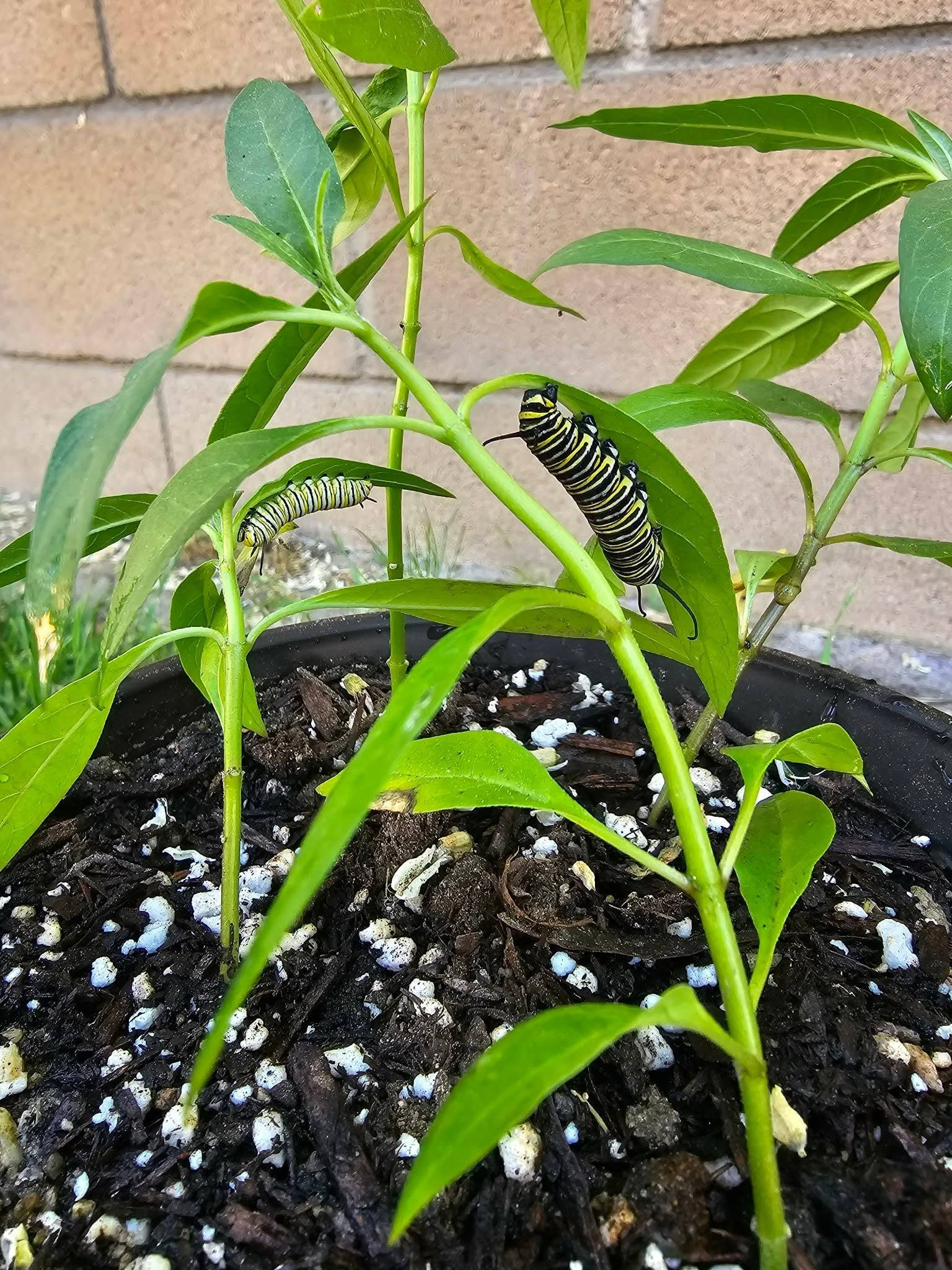 Two striped monarch caterpillars on our potted milkweed